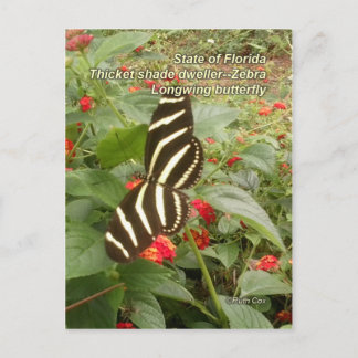 Cartão Postal Flórida Zebra Longwing Butterfly