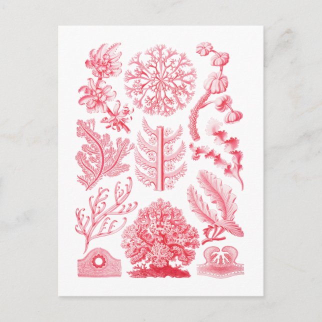 Cartão Postal Florideae (Frente)