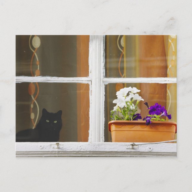 Cartão Postal Flower by the window, Sighisoara, Romania (Frente)