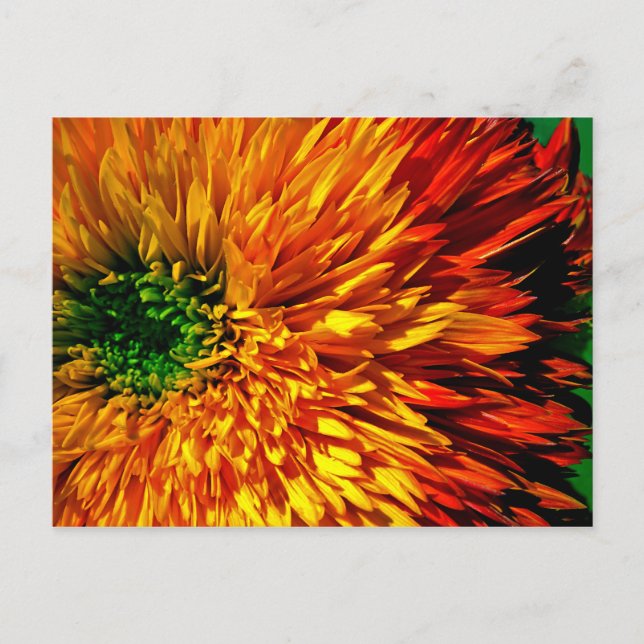 Cartão postal Flower Fireworks (Frente)
