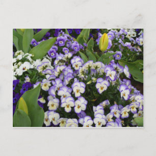 Cartão Postal Flower Postcard