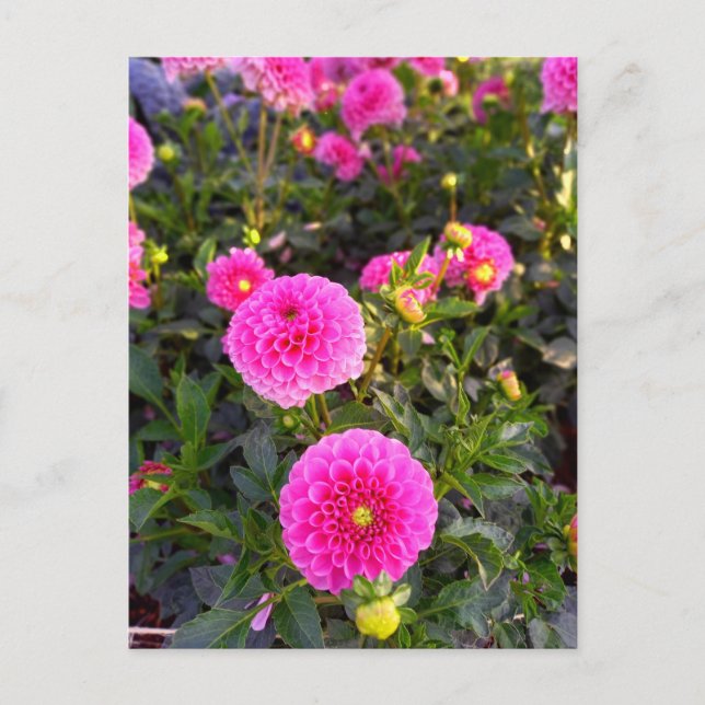 Cartão Postal Flower Power - 12 (Frente)