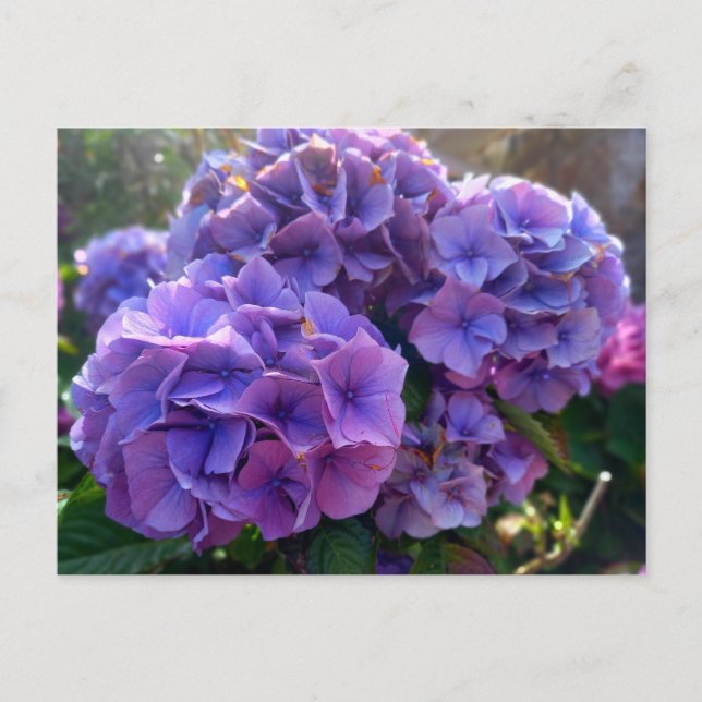 Cartão Postal Flower Power 4 (Frente)