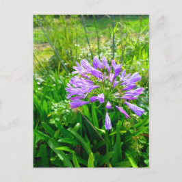 Cartão Postal Flower Power - 5