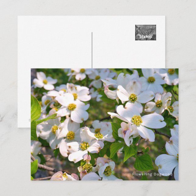Cartão Postal Flowering Dogwood (Frente/Verso)