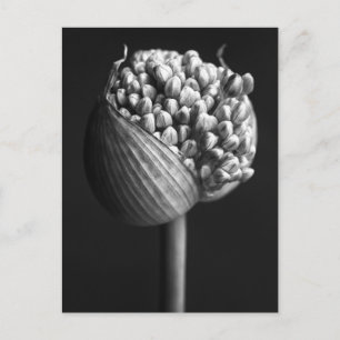 Cartão Postal Flowers B&W Allium Flower Bud