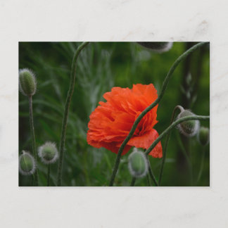 Cartão Postal flowers bloom