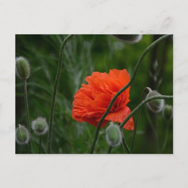 Cartão Postal flowers bloom (Frente)