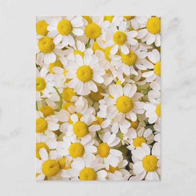 Cartão Postal Flowers | Bunch of Chamomiles (Frente)
