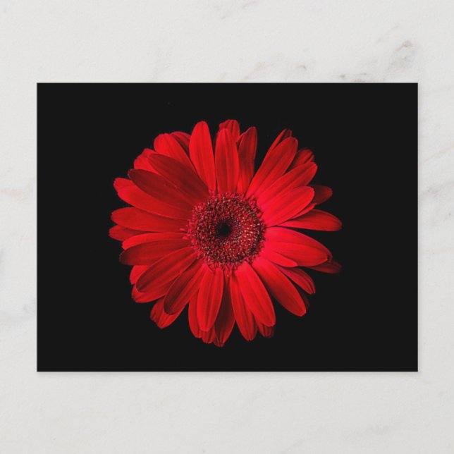 Cartão Postal Flowers | Red Gerbera Daisy (Frente)
