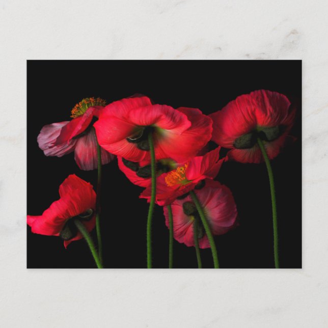 Cartão Postal Flowers | Red Poppies (Frente)