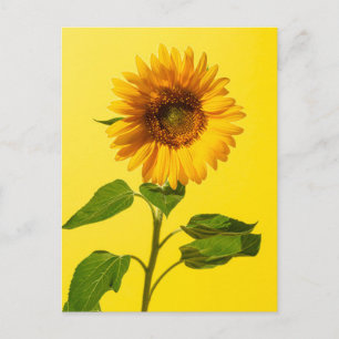 Cartão Postal Flowers   Sunflower on Yellow