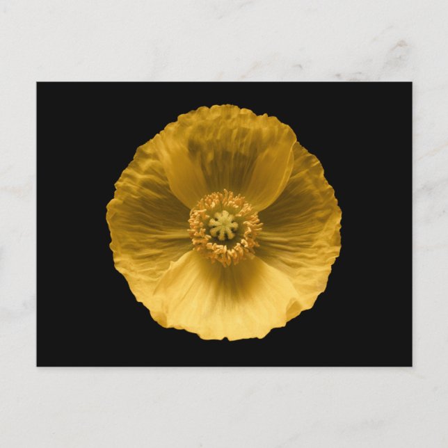Cartão Postal Flowers | Yellow Poppy (Frente)