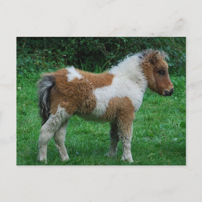 Cartão Postal Fluffy Adorable Dartmoor Pony (Frente)