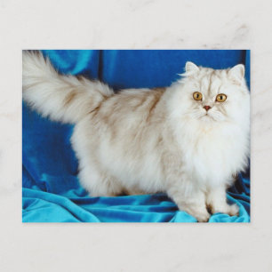 Cartão Postal Fluffy Cat