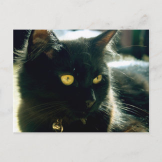 Cartão postal Fluffy Cat