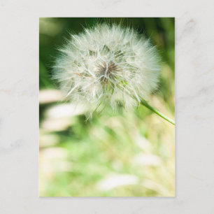 Cartão Postal Fluffy Dandelion