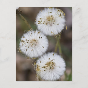 Cartão Postal Fluffy Dandelions