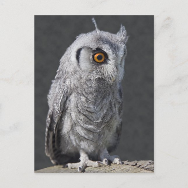 Cartão postal Fluffy Owlet (Frente)