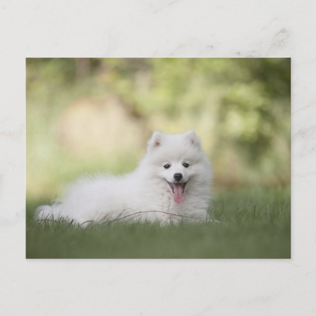 Cartão Postal Fluffy White Keeshond Puppy (Frente)