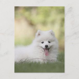 Cartão Postal Fluffy White Keeshond Puppy