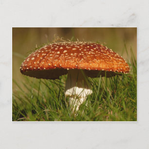 Cartão Postal Fly Argaric Mushroom