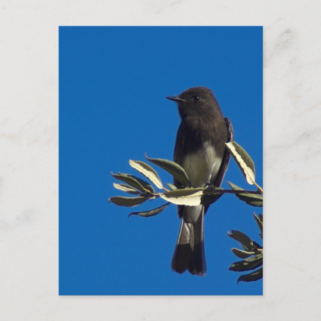 Cartão Postal Fly Catcher (Frente)