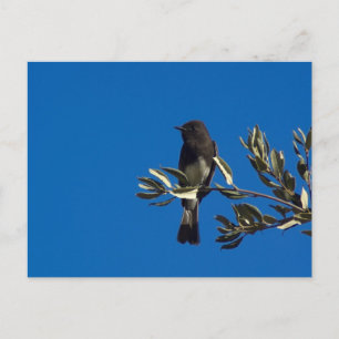 Cartão Postal Fly Catcher