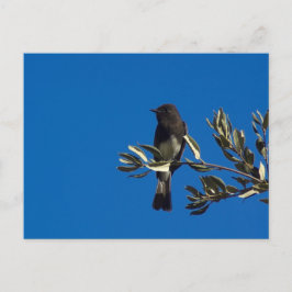 Cartão Postal Fly Catcher