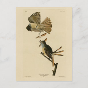 Cartão Postal Flycatcher, Aves de Audubon da América, excelente 