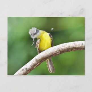 Cartão Postal Flycatcher com tampa de cinza