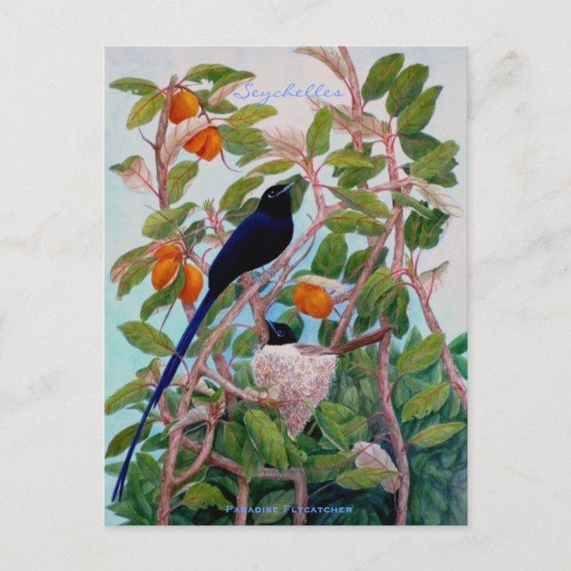 Cartão Postal Flycatcher do Paraíso das Seicheles (Frente)