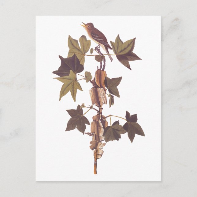 Cartão Postal Flycatcher Songbird de Audubon Traill (Frente)