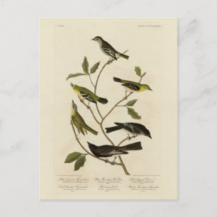 Cartão Postal Flycatchers Warbler, etc., "Aves da América" de Au