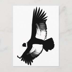 Cartão Postal Flying Andean Condor