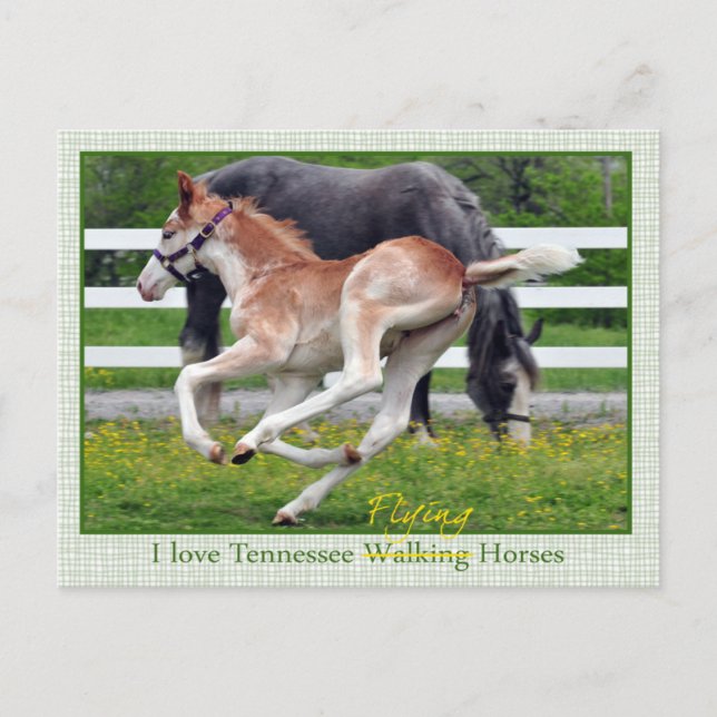 Cartão Postal Flying Red Roan (Frente)