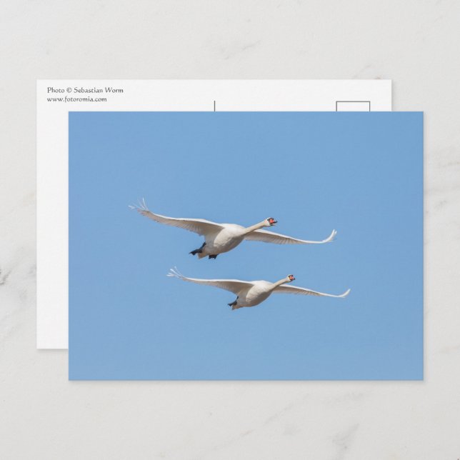 Cartão Postal Flying Swans Nature Foto (Frente/Verso)