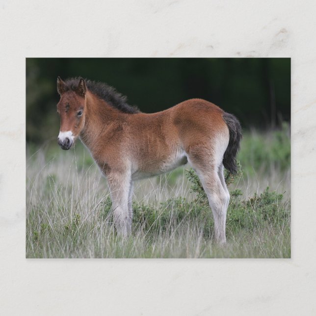 Cartão Postal Foal Permanente (Frente)