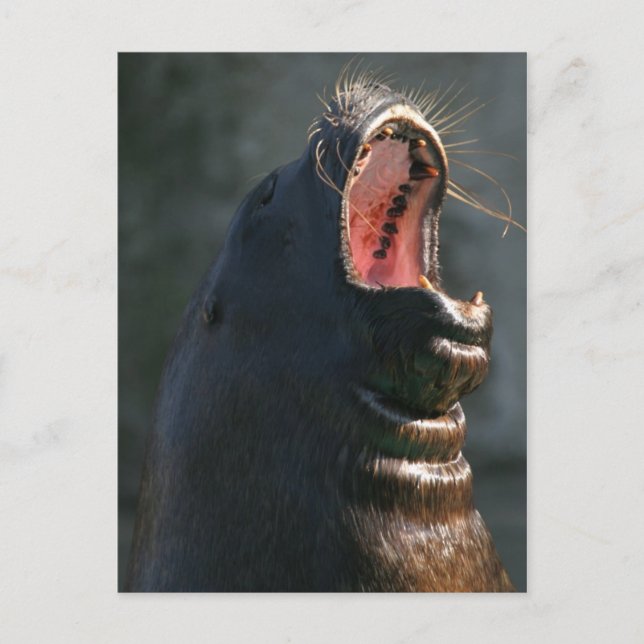 Cartão Postal Foca-amarela (Frente)