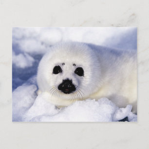 Cartão Postal Foca-bebê harpa gelo Golfo de São Lourenço,