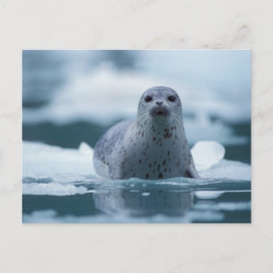 Cartão Postal foca-comum-do-pacífico, Phoca vitulina richardsi