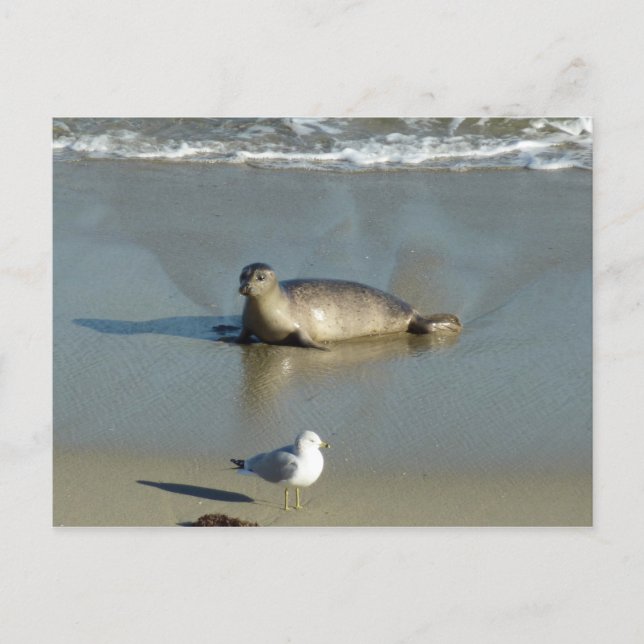Cartão Postal Foca-comum em La Jolla Califórnia (Frente)
