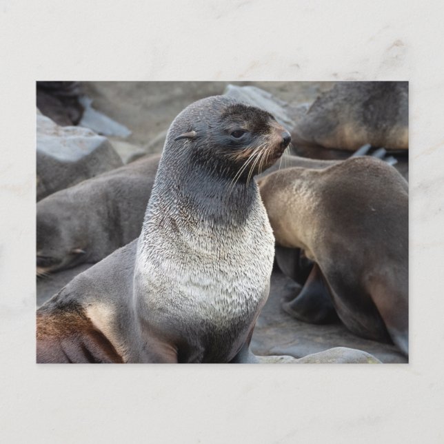 Cartão Postal Foca-de-pêlo-do-norte, Alasca (Frente)