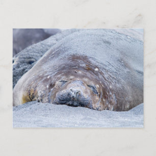 Cartão Postal Foca-elefante que dorme