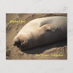 Cartão Postal Foca Elefante San Simeon, Califórnia
