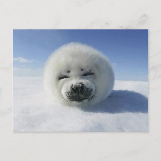 Cartão Postal Foca Harpa Feliz