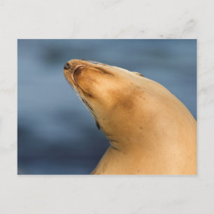 Cartão Postal Foca na praia