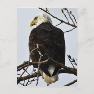Cartão Postal Focado