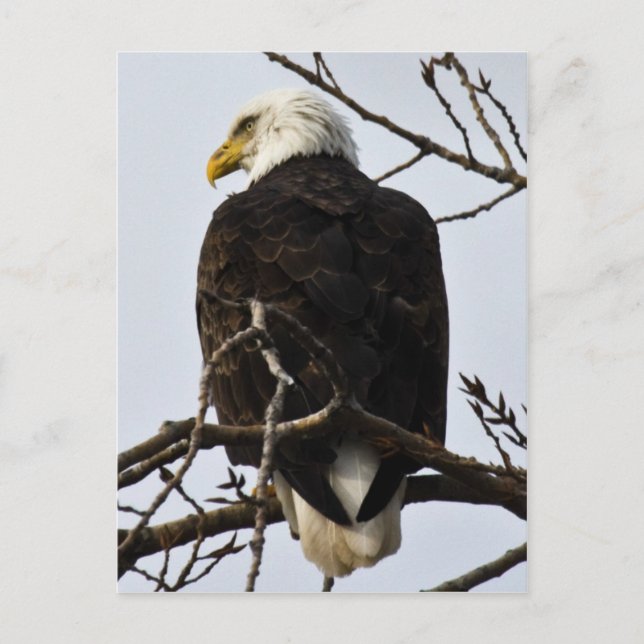 Cartão Postal Focado (Frente)
