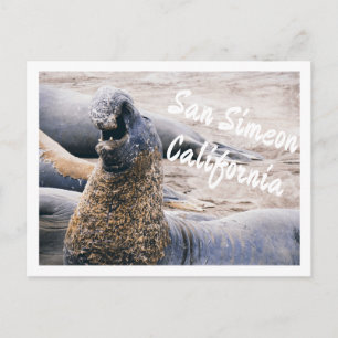Cartão Postal Focas-Elefante